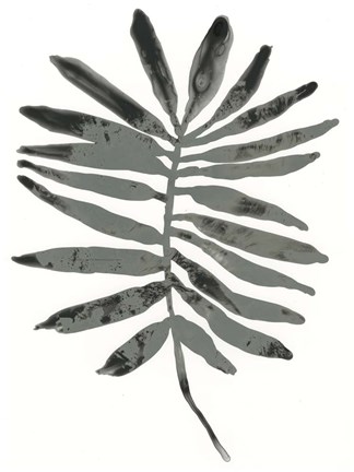 Framed Foliage Fossil VII Print