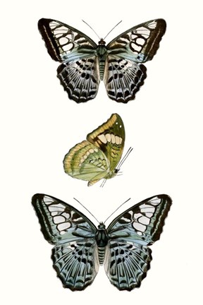 Framed Butterfly Specimen I Print