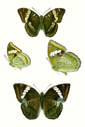 Framed Butterfly Specimen VII Print