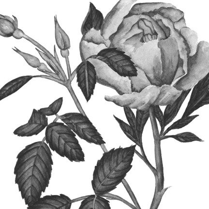 Framed Flowers in Grey I Print