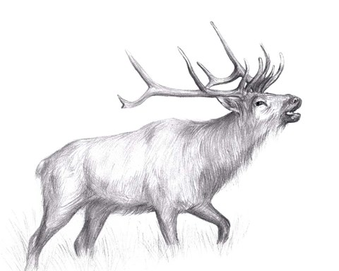 Framed Wildlife Trail II Print