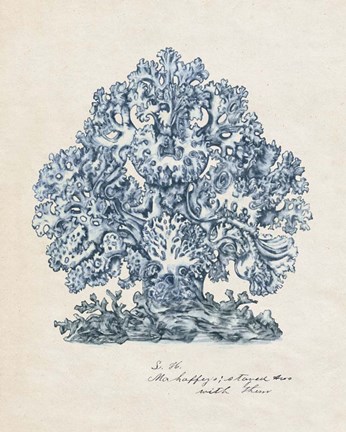 Framed Sea Coral Study II Print