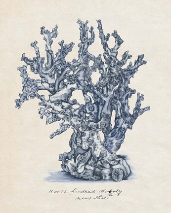 Framed Sea Coral Study IV Print