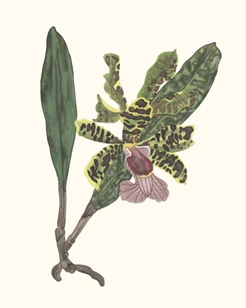 Framed Orchid Display II Print