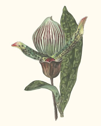 Framed Orchid Display III Print