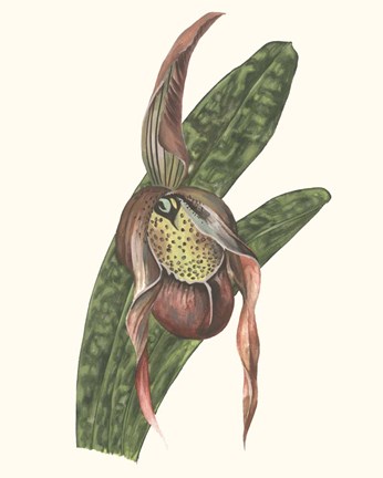 Framed Orchid Display IV Print