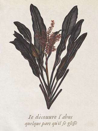 Framed Seaweed Study I Print