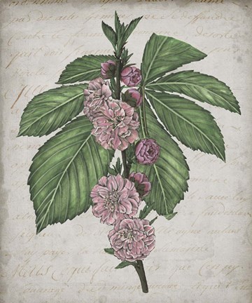 Framed Floral Memory II Print