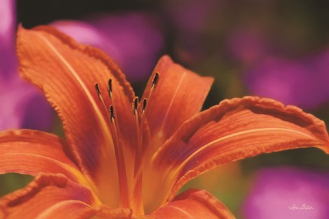 Framed Floral Pop V Print