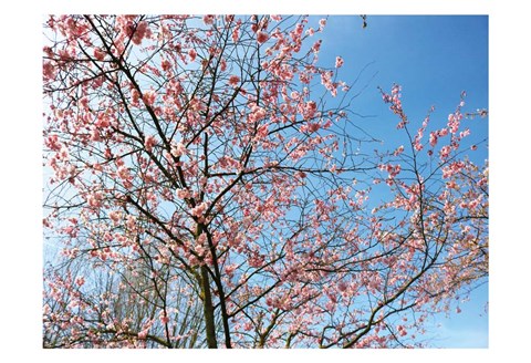Framed Blossom Pink Trees Print