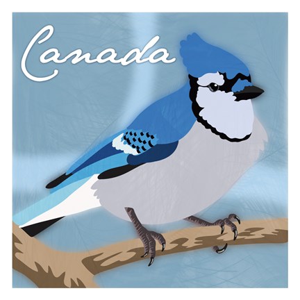 Framed Canada Blue Jay Print