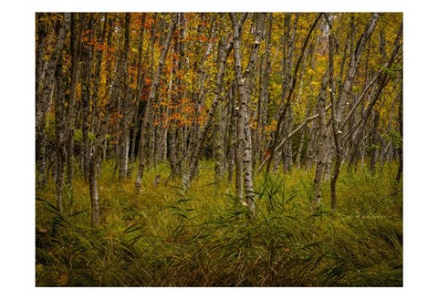 Framed Birch Woods 2 Print