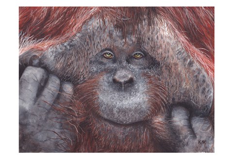 Framed Orangutan 2 Print