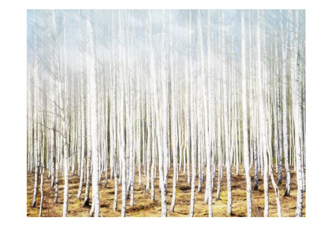 Framed Birch In The Woods Print