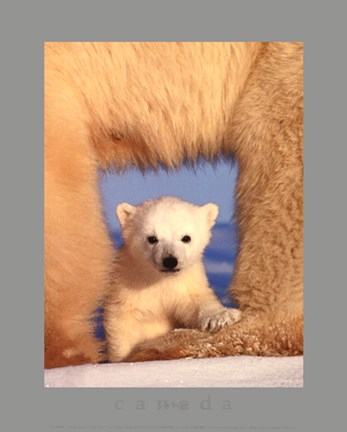 Framed Polar Bear Cub Print