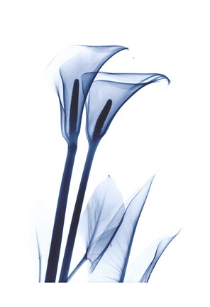 Framed Calla Lily Indigo Print