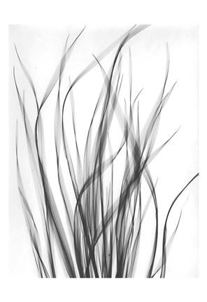 Framed Grass 2 Print