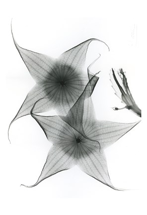 Framed Carrian Flower Print