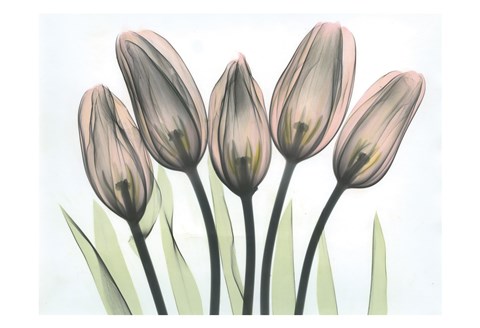 Framed Tulips 2 Print