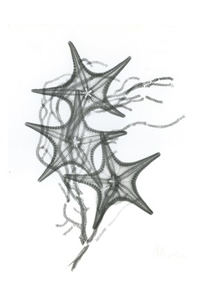 Framed Starfish F134 Print