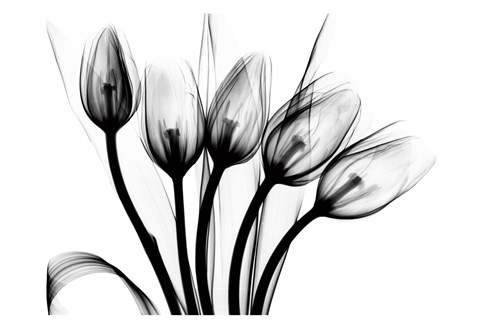 Framed Marching Tulips Print