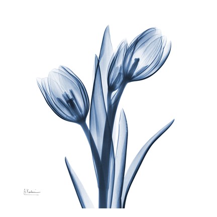 Framed Tulips Indigo Print