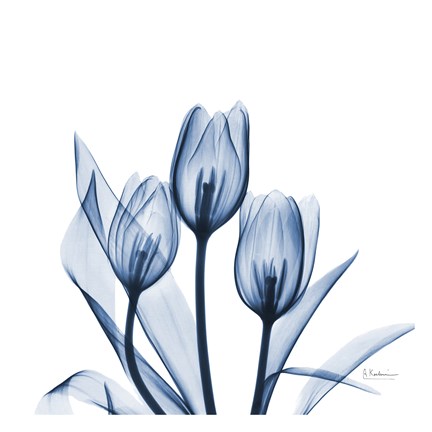 Framed Tulips Indigo Print