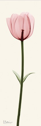 Framed Standing Tall 2 Print