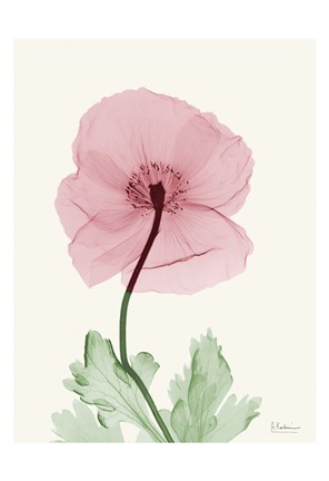 Framed Dazzling Poppy 1 Print