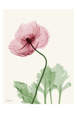 Framed Dazzling Poppy 2 Print