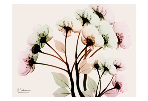 Framed Vibrant Shine Print