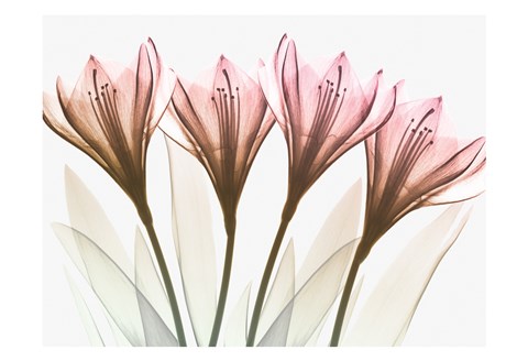 Framed Dazzling Tulips Print