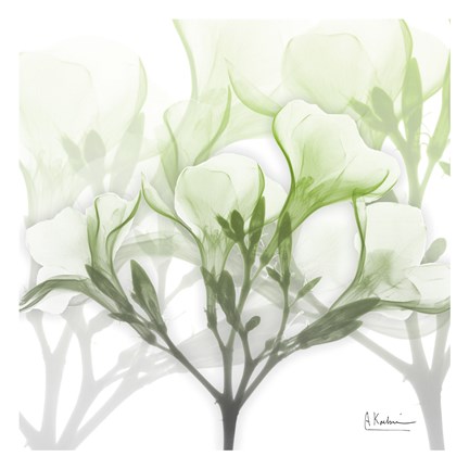 Framed Seasoned Oleander Print