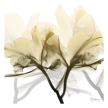 Framed Flaxen Orchid Print