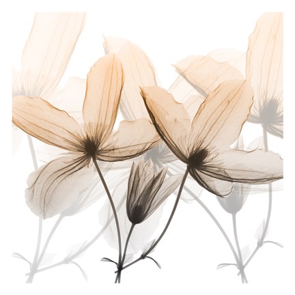 Framed Bittersweet Clematis Print