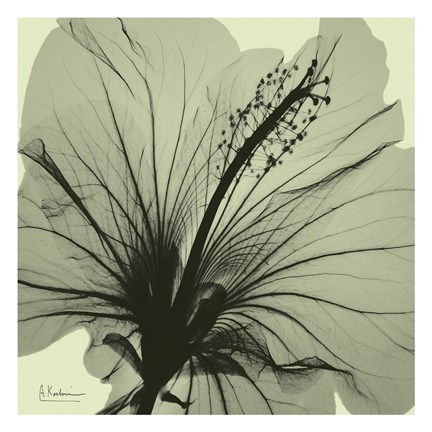 Framed Emerald Hibiscus Print