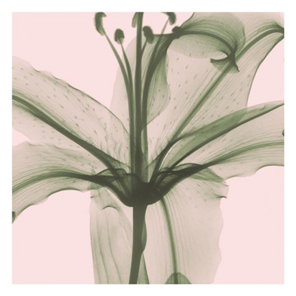 Framed Entranced Lily Print