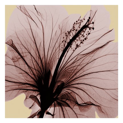 Framed Spring Hibiscus Print