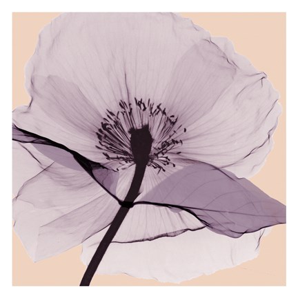 Framed Lavender Love Print