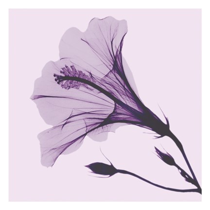 Framed Lavender Passion Hibiscus Print