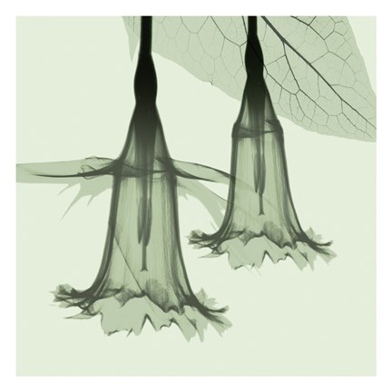 Framed Emerald Daffodil Print