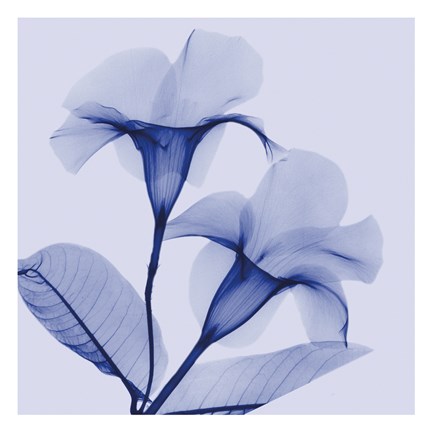 Framed Lavender Lust Print