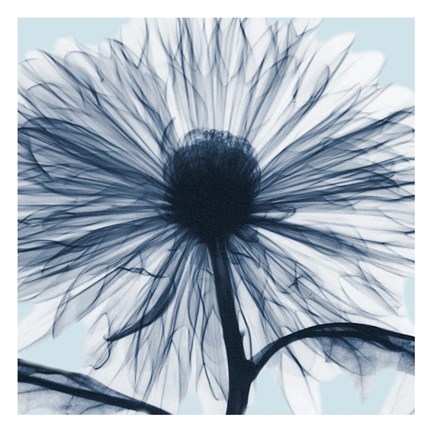 Framed Chrysanthemum Blues Print