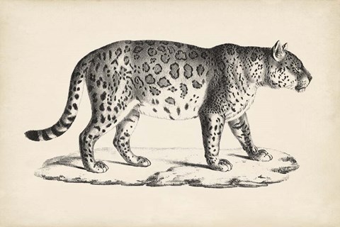 Framed Male Leopard Print