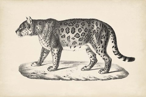 Framed Female Leopard Print