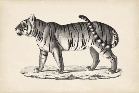 Framed Male Tiger Print