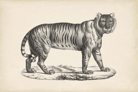 Framed Female Tiger Print