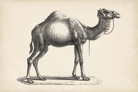 Framed Dromedary Print