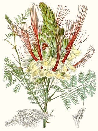 Framed Tropical Variety II Print