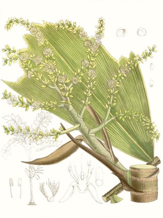 Framed Palm Melange III Print